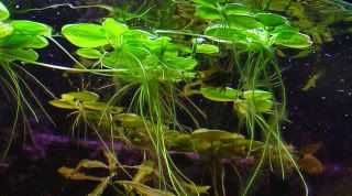 LIMNOBIUM LAEVIGATUM, Amazon frogbit – Planta aquática