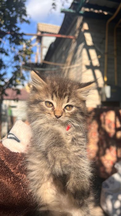 Віддам пʼять кошенят