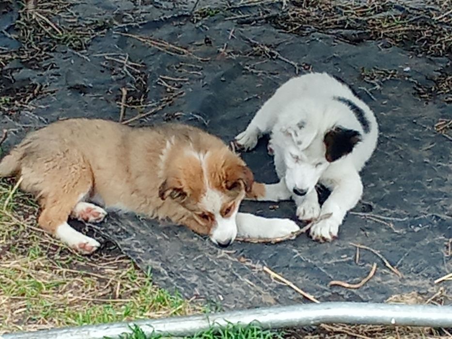 Отдам в хорошие руки