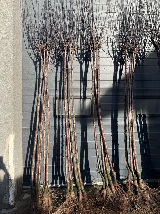 Sliwa wisniowa Pisardii pien 180-220cm