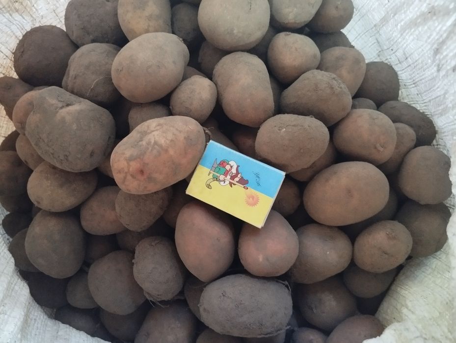 Картопля дрібна з середньою разом