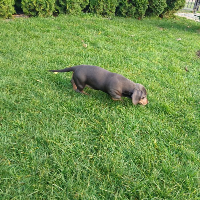 Jamnik krótkowłosy suczka