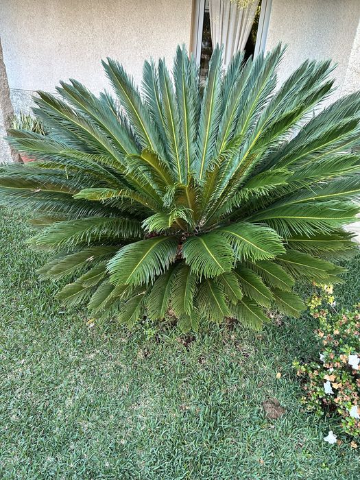 Palmeira Cyca Revoluta