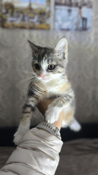 Кошенятко в добрі руки