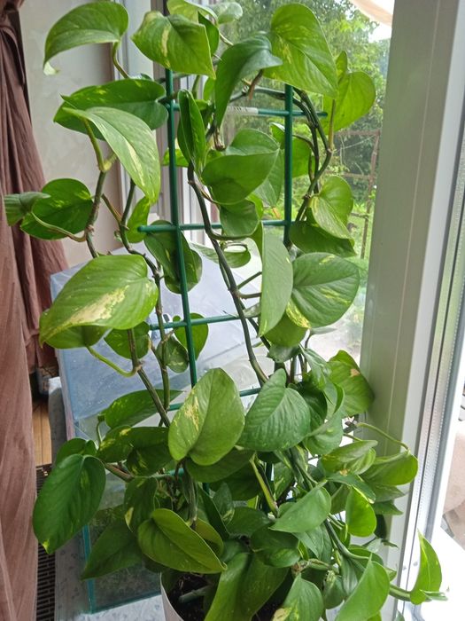 Кімнатні ліани 4в1