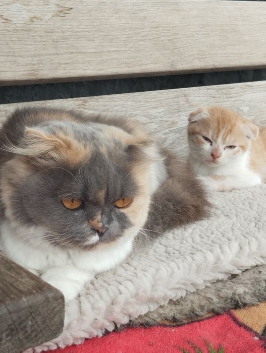Кошеня британець