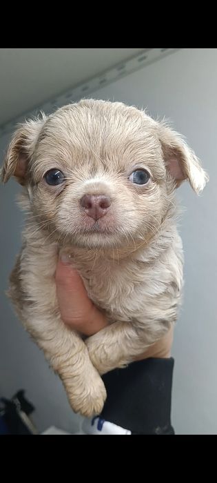 Chihuahua, macho de pêlo comprido arlequim Isabella