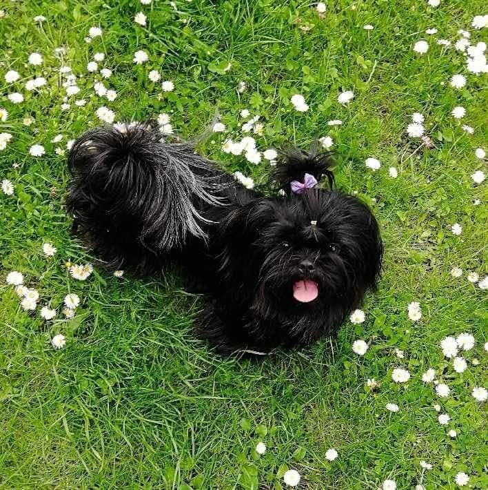 Shih tzu szczenię, chłopak