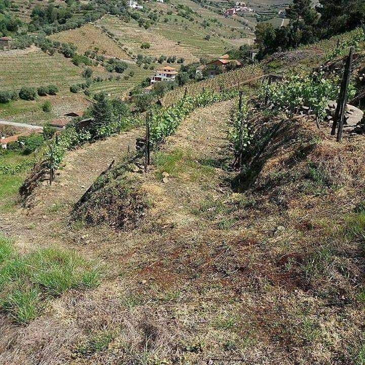 Vinha demarcada no Douro