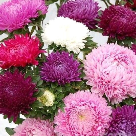 Продаю насіння айстри.