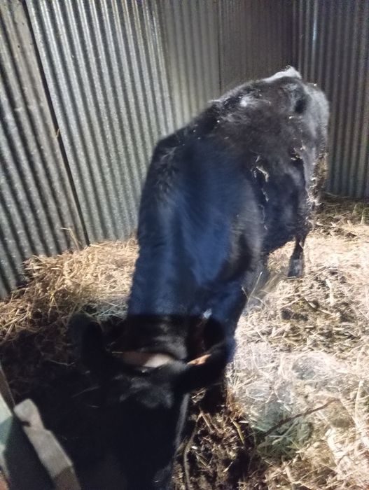 Vendo vitelo macho Angus com 7 meses