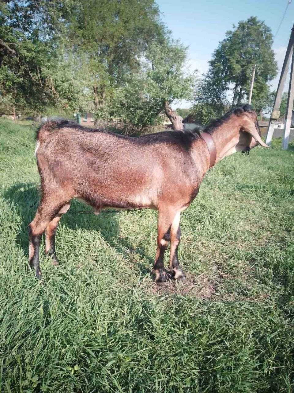 Молодий англо-нубійський цап