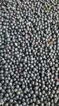Aronia od producenta paczka 15kg, 6zł/kg