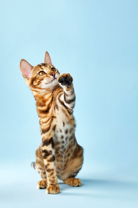 Бенгал, бенгальське кошеня