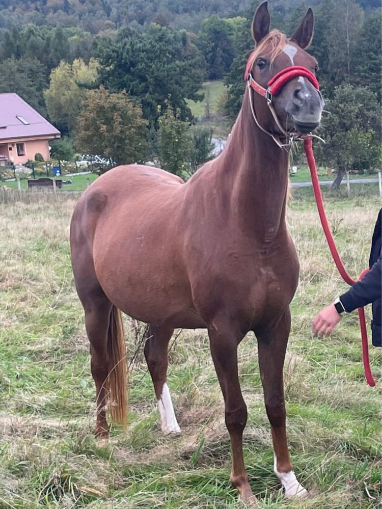 Piękna Klacz arabska do ułożenia i rozpłodu super pochodzenie sprzedam