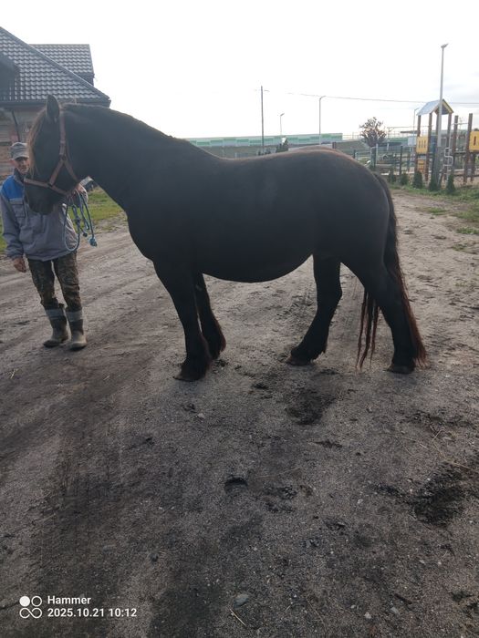 Sprzedam klacz zimnokrwistą , źrebna