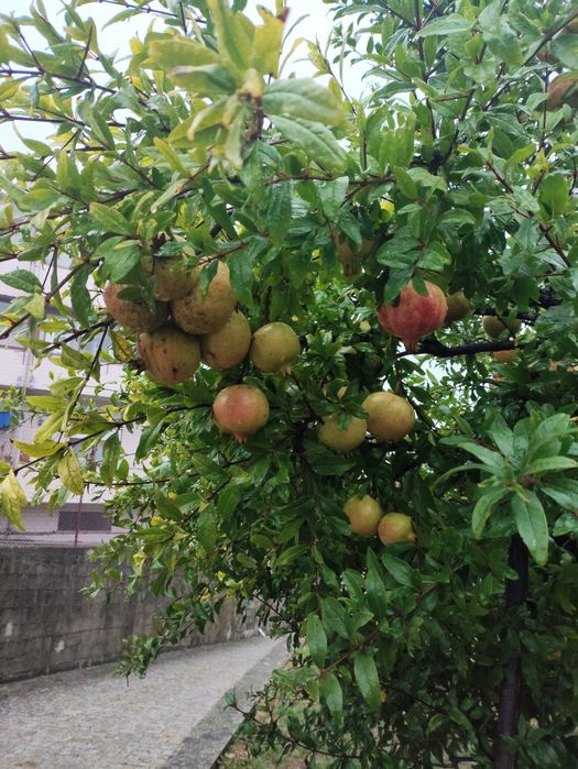 Romã totalmente biológica.