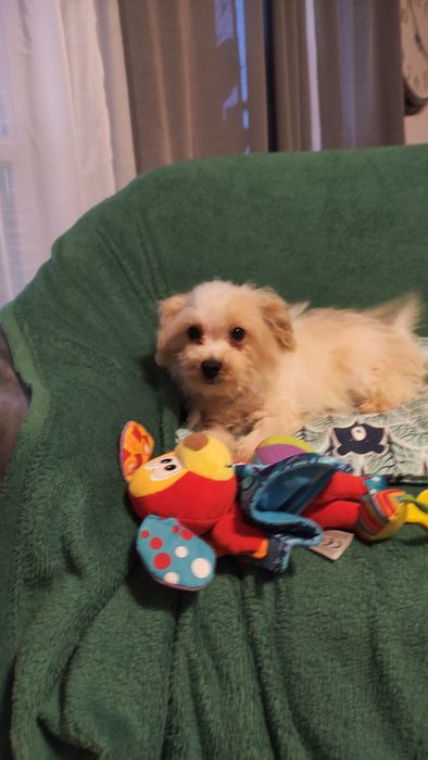 Maltipoo suczka Warszawa pudel maltańczyk