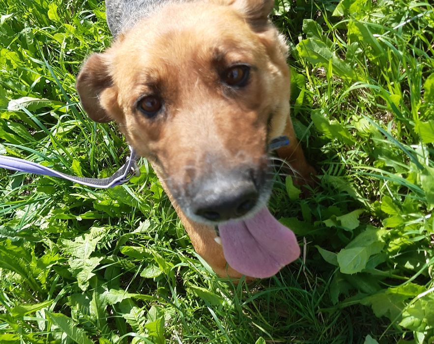 Kora - cudowna suczka w typie owczarka niemieckiego