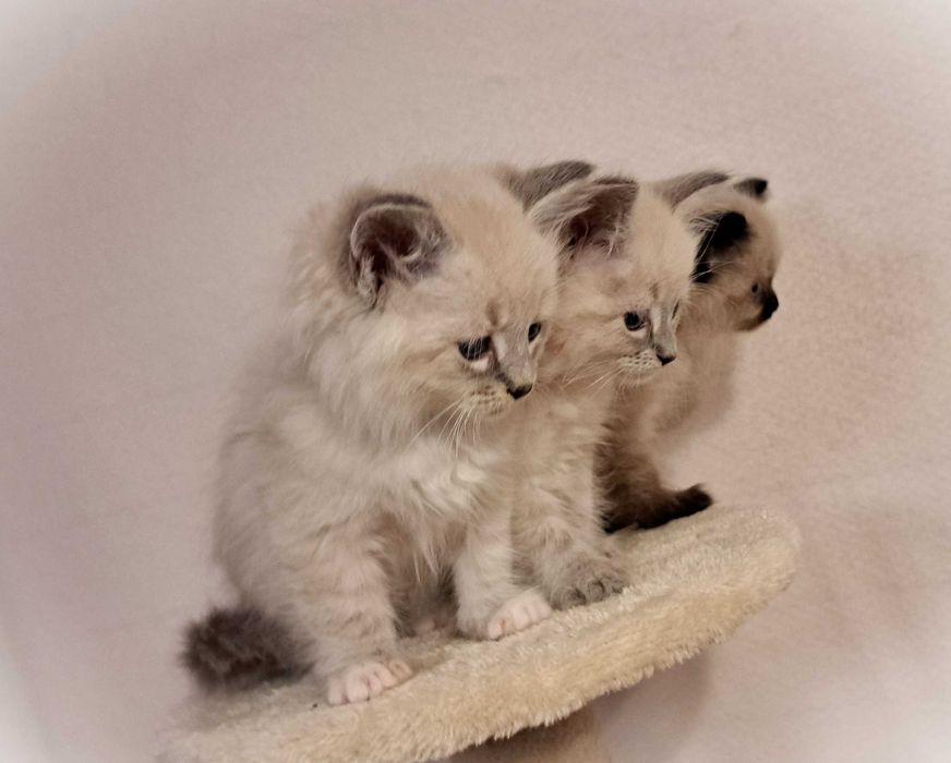 Kocurek Neva Masquerade – Rezerwacja