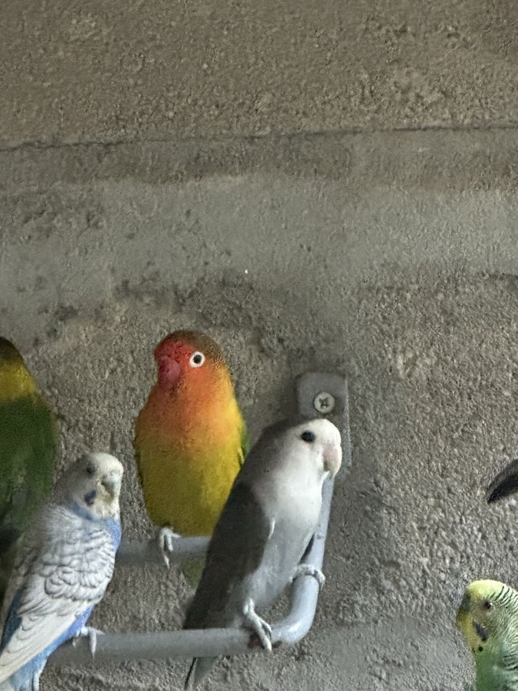 Agaporni roseicollis fêmea