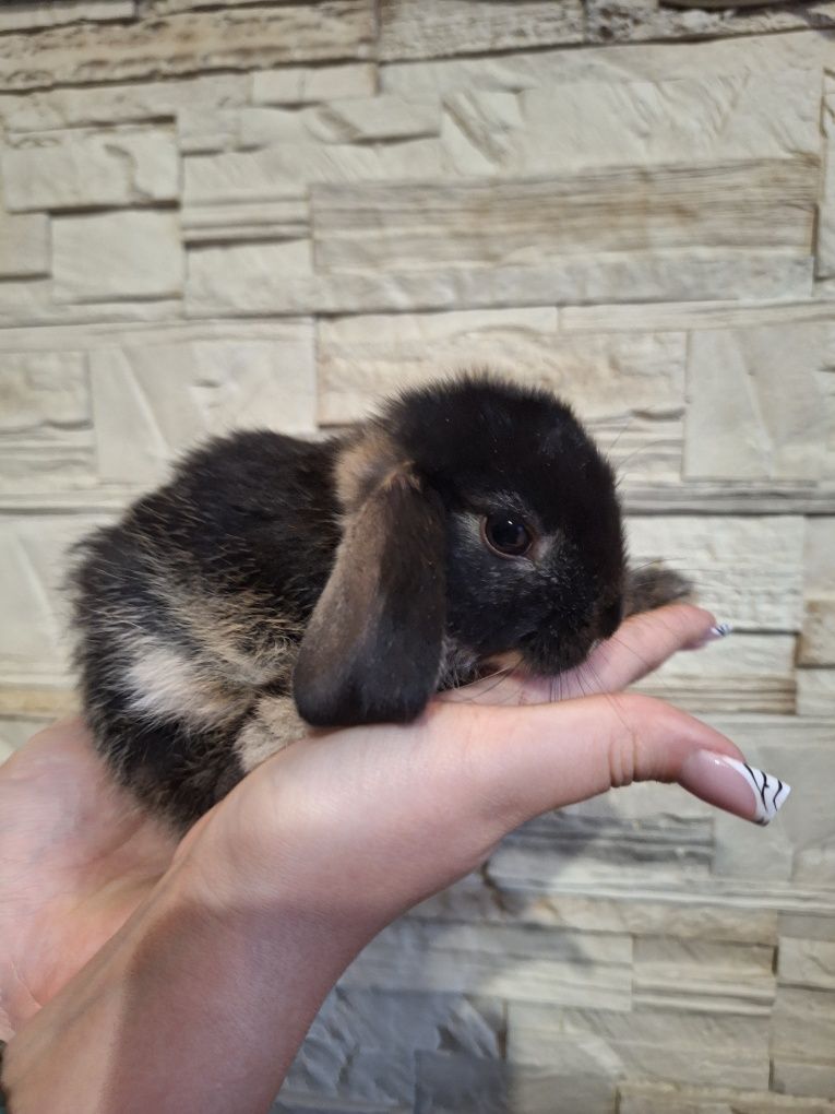 Króliczki mini lop