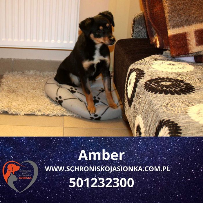 Amber w schronisku jasionka aktualne