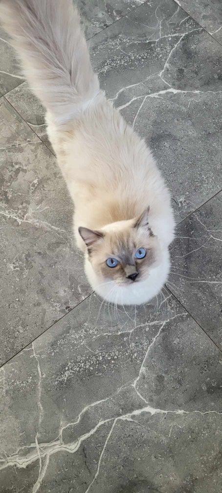Ragdoll blue mitted z całą wyprawką