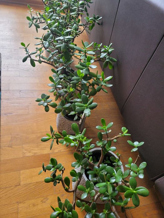 Kwiat doniczkowy drzewko szczęścia 45-50 cm,doniczka produkcyjna
