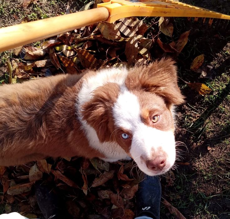 Owczarek Australijski typ amerykański