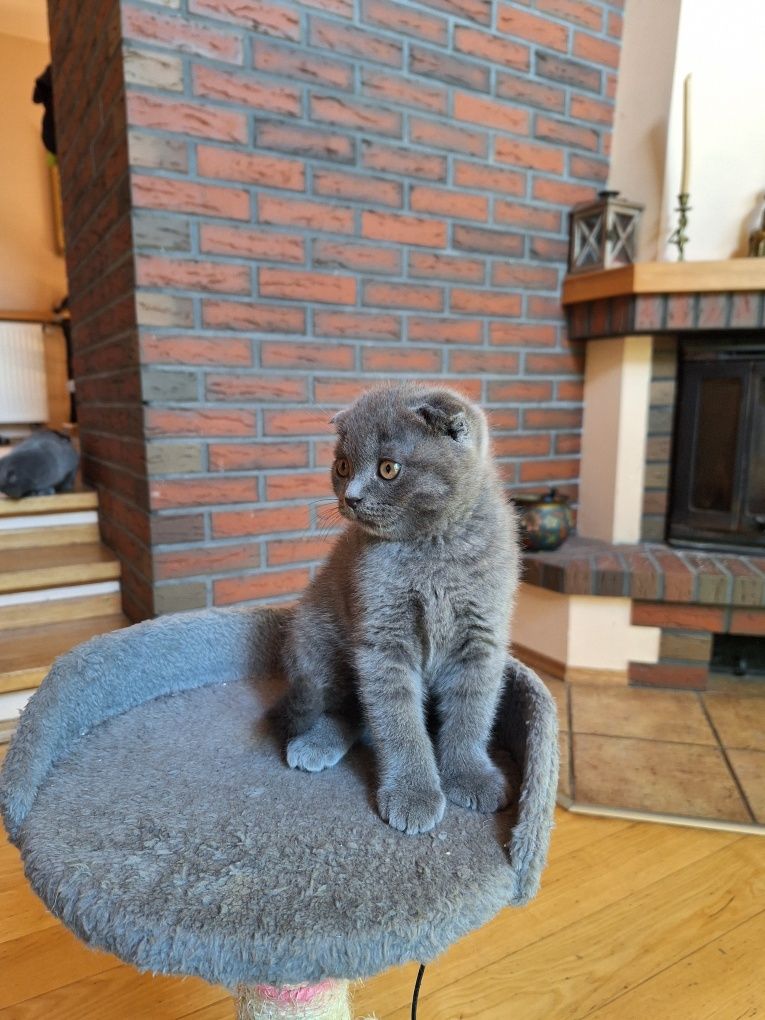 Kocurek brytyjski niebieski