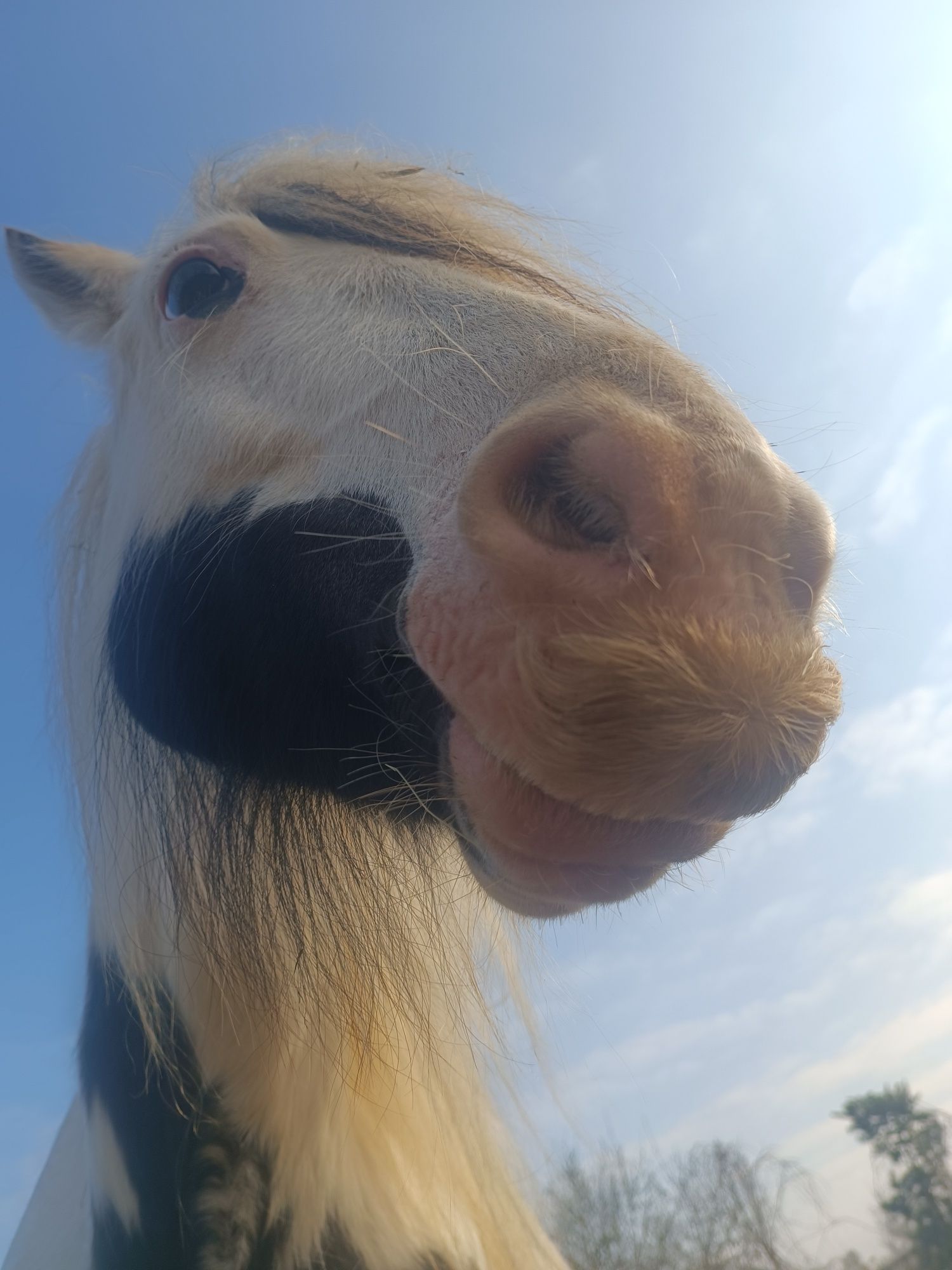 Klacz, 6 lat, w ciąży, Tinker Irish Cob