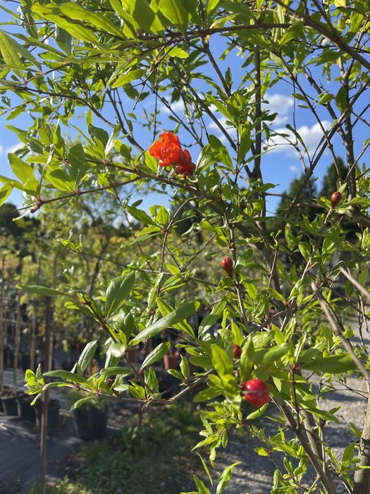 Drzewo Granat właściwy Granatowiec właściwy Punica granatum L.