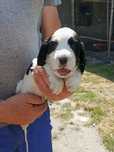 Suczka Rasy Cocker Spaniel