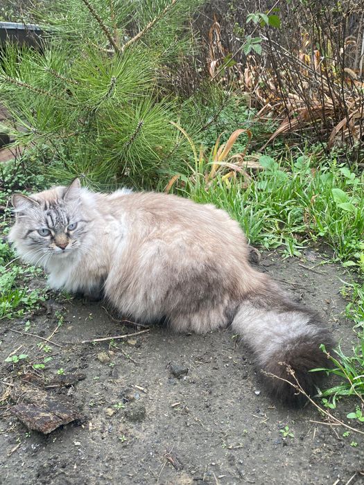 Загублена кішка. Приблудилась. Чия?