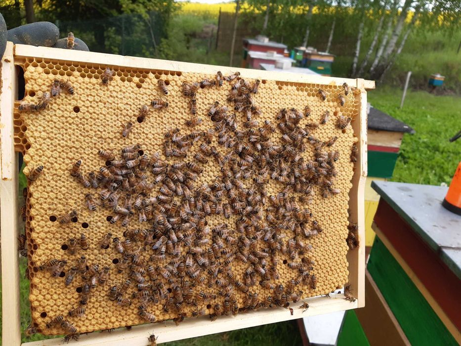 Rodziny pszczele Niepołomice, Kalina Wielka  k. Miechów