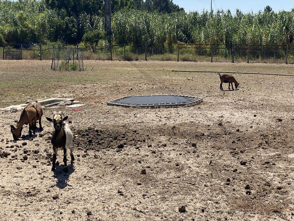 3 cabras anãs e um bode anão