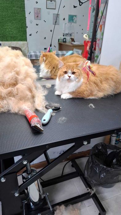 Грумінг домашніх тварин