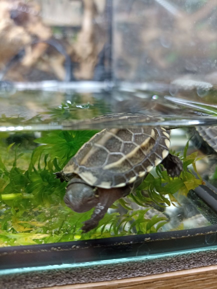 Żółw Chiński (mauremys reevesii)