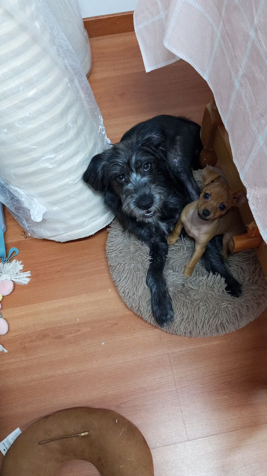 Doa cão o nome dele é Bob