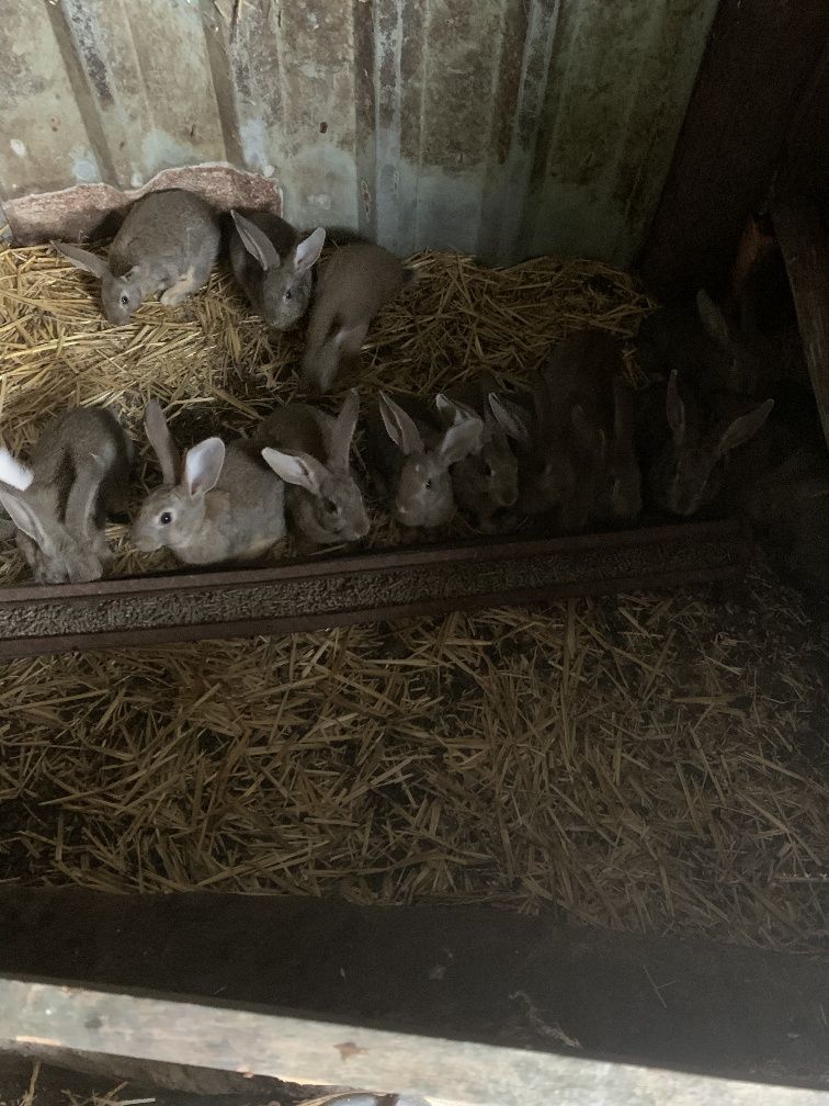 Coelhos  de boa raça