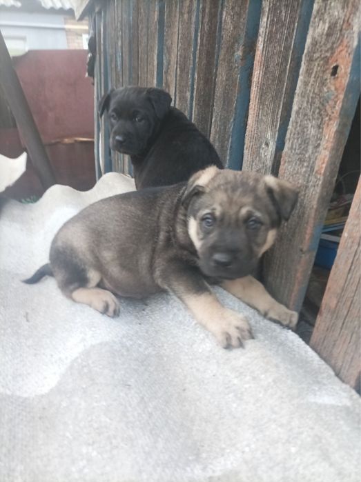 щенки , безкоштовно