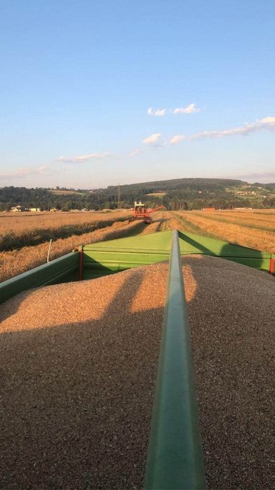 Pszenica 2025 !! ozima! Plony\zbiór