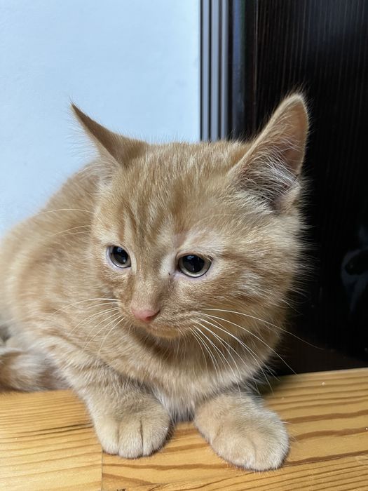 Віддаю кішку у люблячі руки