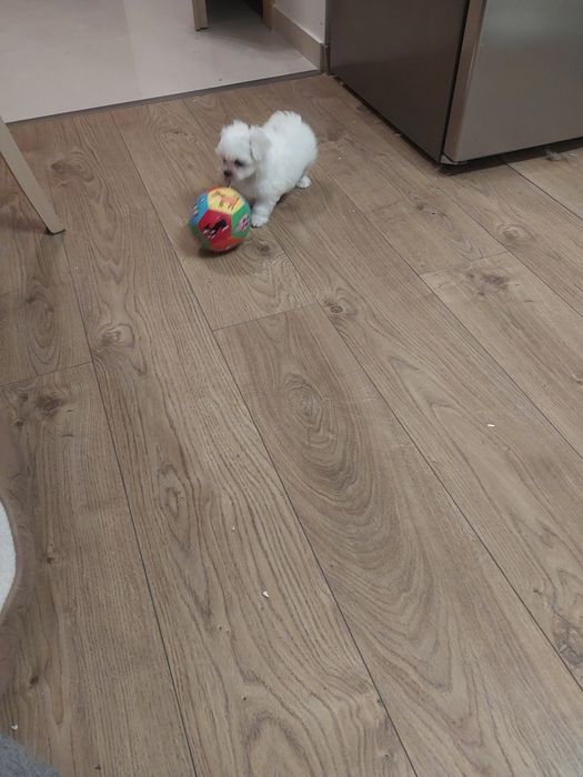 Sliczny szczeniak malshi do rezerwacji