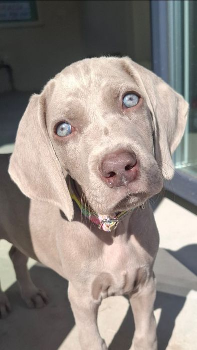 Wyżeł weimarski słodka samiczka