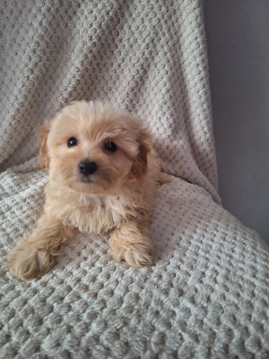 Maltipo-maltanczyk&pudel