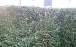 Odstąpię gałęzie świerka.