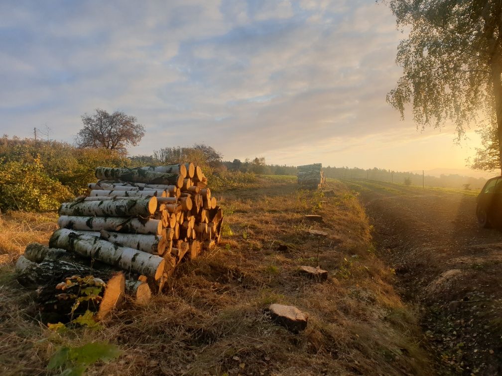 Mulczowanie Wycinka drzew krzaków zarośli traw - Mulczer czyszczenie
