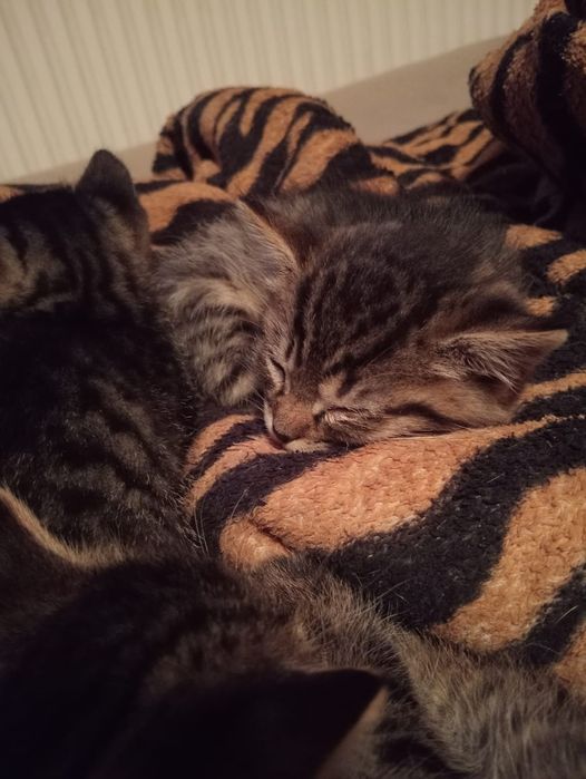 Oddam koty w dobre ręce